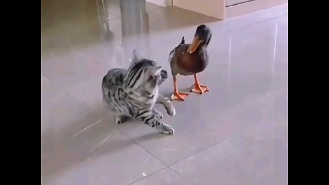 cat and duckling lovely fight😂 amazing video