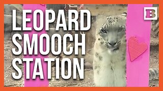Snow Leopard Steals Hearts in Valentine's Day Kissing Booth