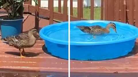 Bird Dives Into An Inflatable Pool and Gets Equal Running Crazy