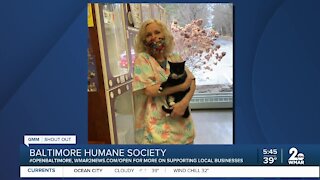 Pets up for adoption at the Baltimore Humane Society