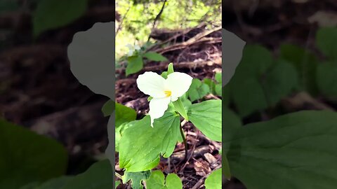 White Trillium in Spring Breeze❤️🌸🍀🇨🇦