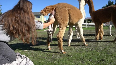 Alpaca Baby from Birth to Walking (with a Little Assistance)
