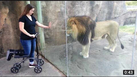 This Lion really wants her scooter 😂 funny video