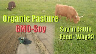 Soy in Cattle feed Why??