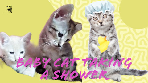 Baby cat taking a shower