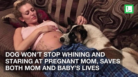 Dog Won’t Stop Whining and Staring at Pregnant Mom, Saves Both Mom and Baby’s Lives