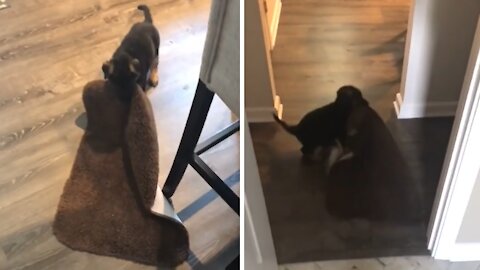 Puppy steals bathroom rug, drags it all around home