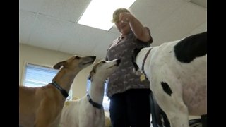 Training greyhounds to become service dogs
