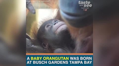 Busch Gardens Tampa Bay welcomes 3-pound baby orangutan | Taste and See Tampa Bay