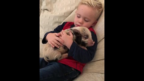Little boy loves his new pet mini pig