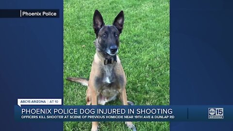 Phoenix police dog injured in shooting