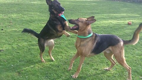 Lovely German Shepherd and Cocker dogs fooling around