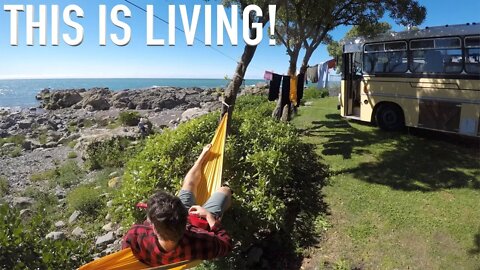 We saw SEALS from our SKOOLIE!! | Bus Life NZ | Episode 67