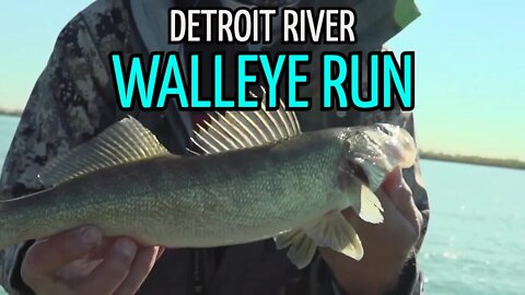 Postspawn Walleye Fishing on the Detroit River