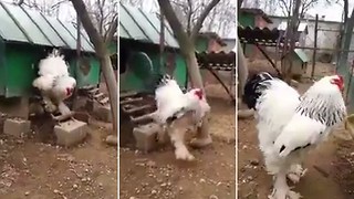 Gallo gigante causa furor en Internet y aquí está el motivo!