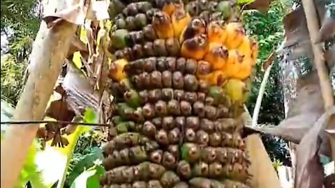 Sewu plantain bananas are very long