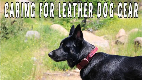 Caring For Your Leather Dog Gear - Cleaning & Conditioning Leather
