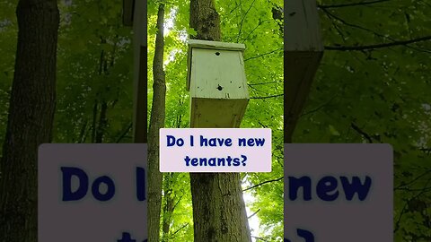 Wild Honey Bees Moving In To Their New Home? #honey #nature #diy #homestead #beekeeping #beginners