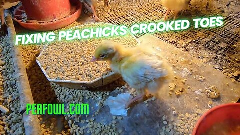 Fixing Peachicks Crooked Toes, Peacock Minute, peafowl.com