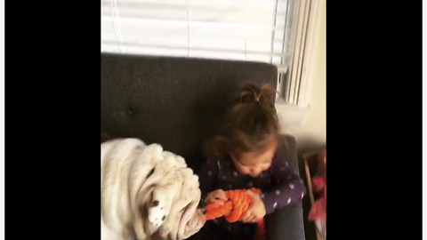 Determined Bulldog Steals Toy From Little Girl