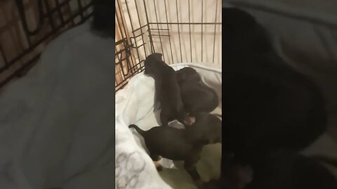 NEW BORN Miniature pinscher puppies