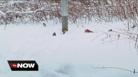 Wisconsin weather patterns affect bird migration