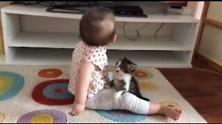 Gatinho tenta brincar com bebê em cena fofa