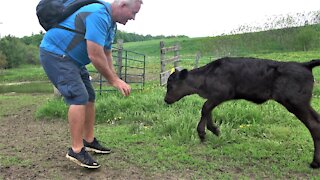 Playful calf bounces with joy to see her friend at her new meadow