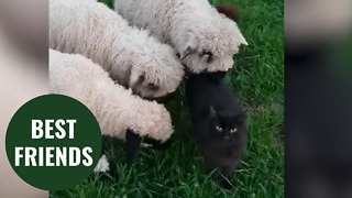 Rescue cat becomes best friends with a pair of sheep