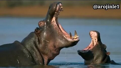 HIPPOPOTAMUS STORY (The 3rd largest animal on Land)| Hippopotamus is faster than Man