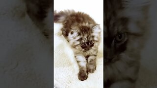 Kitten Kneading - She Loves to Make Dough