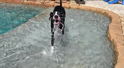 Great Dane puppy loves to splash in the pool