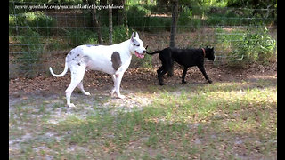 Happy Adopted Puppy Plays with Max the Great Dane