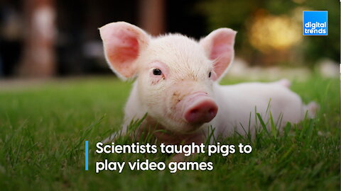 Pigs are smarter than we thought. Scientists taught them to play video games