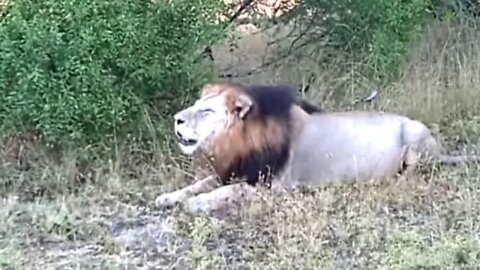 LION ROAR!!!! WILD, Incredible, Powerful, Ferocious + Majestic - AMAZING!