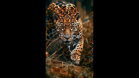 Cool Facts About Leopard's 🐆🐆🐆