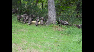 Wild Turkey's In The Hills Of Tennessee - 08/14/2021