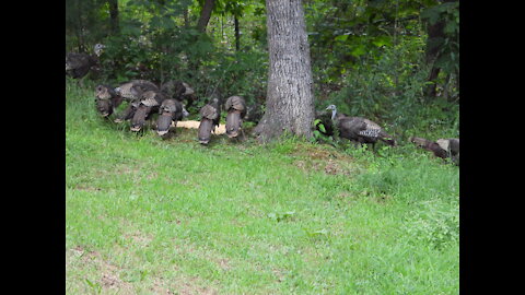 Wild Turkey's In The Hills Of Tennessee - 08/14/2021