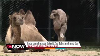 Baby camel makes her debut at Detroit Zoo