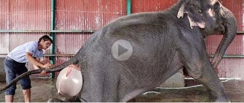 Zookeeper helps Elephant giving birth | Elephant Reproduction