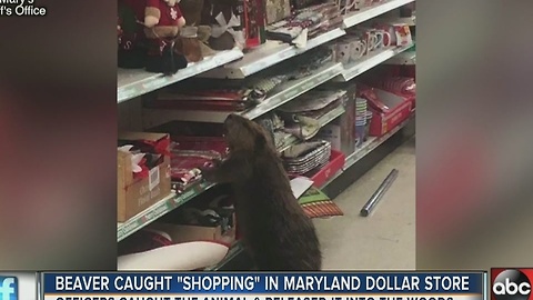 Beaver caught Christmas shopping in Dollar Store in Maryland