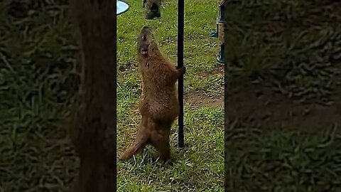 Short Groundhog #upstate #birdcam #groundhogs