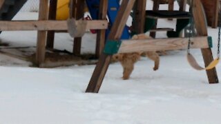 Lucy on the Swings