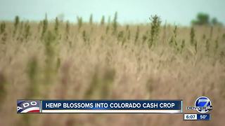 Our Colorado: Hemp farming exploding in popularity in Colorado: from 1,400 acres in 2014 to 17,000 today