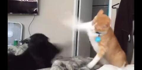 the cat fight