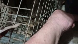bobcat or feral cat mixed? trapping& relocating