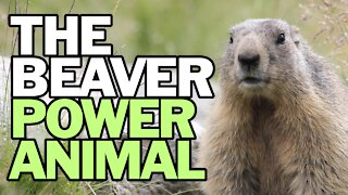 The Beaver Power Animal