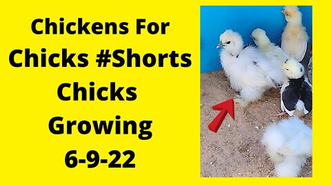 Baby Chicks Growing June 9, 2022 #Shorts