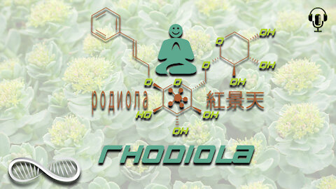 Rhodiola: The High Performance Biohacker’s Herb