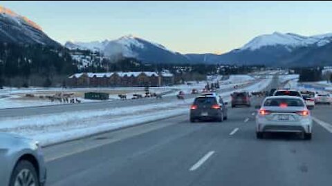 La police canadienne interrompt le trafic pour des cerfs